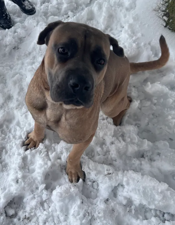 Zaginął pies, Rumy, 22 grudnia 2025 (2/6)