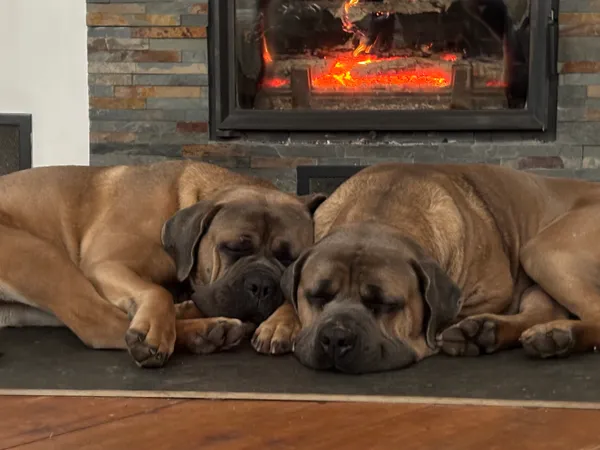 Zaginął pies, Rumy, 22 grudnia 2025 (3/6)