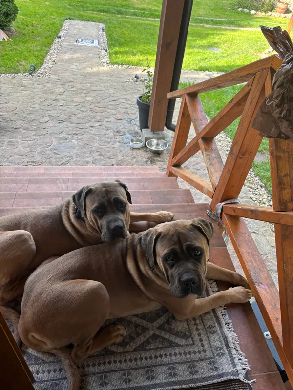 Zaginął pies, Rumy, 22 grudnia 2025 (4/6)