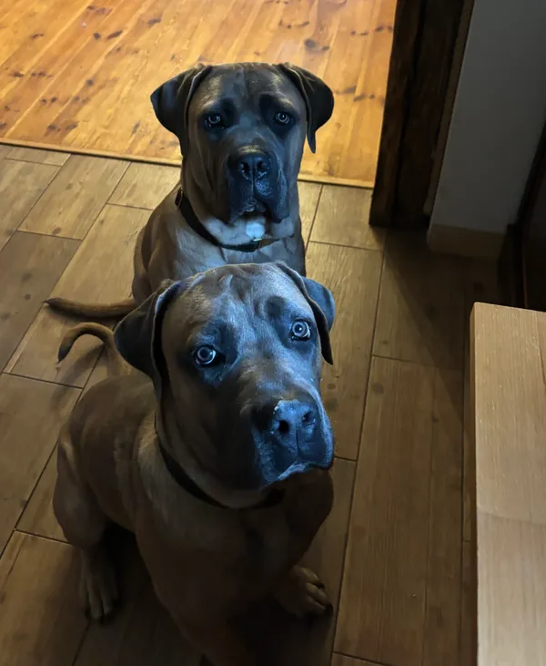 Zaginął pies, Rumy, 22 grudnia 2025 (6/6)