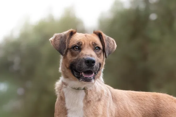 Pies do adopcji, Nowodwór, 21 grudnia 2025 (2/5)