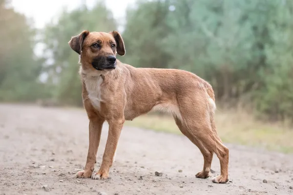 Pies do adopcji, Nowodwór, 21 grudnia 2025 (3/5)