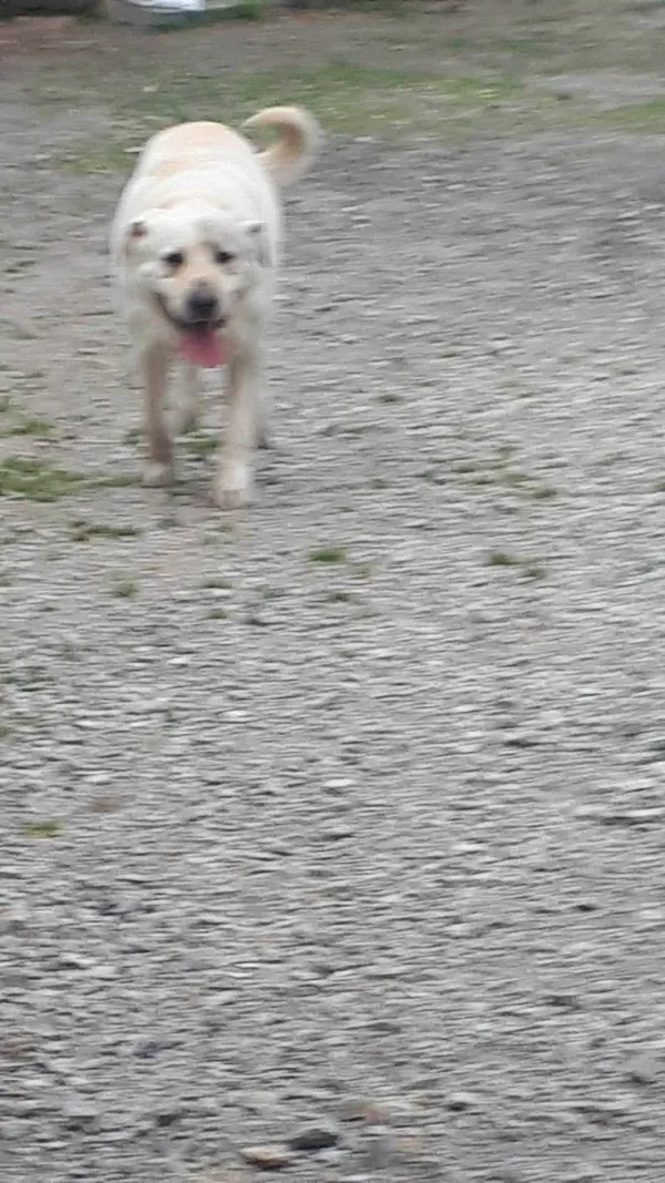 Zaginął pies, Łódź, 20 grudnia 2025