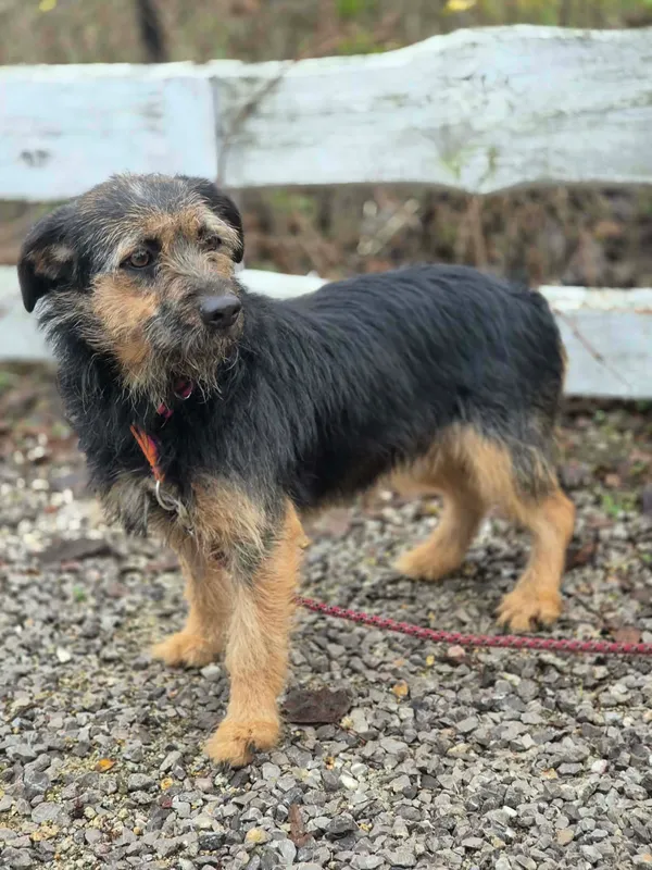 Oddam psa, Warszawa, Marymont-Ruda, 22 grudnia 2025 (2/4)