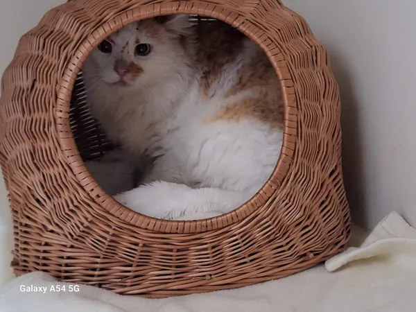 Kot do adopcji, Orzechowce, 21 grudnia 2025 (3/3)