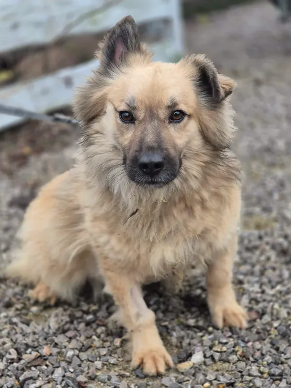 Oddam psa, Mory, Gołąbki, 22 grudnia 2025 (2/4)