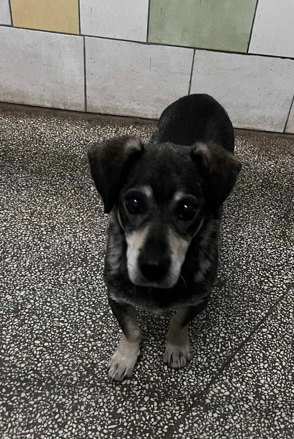 Pies do adopcji, Włocławek, 21 grudnia 2025 (2/2)