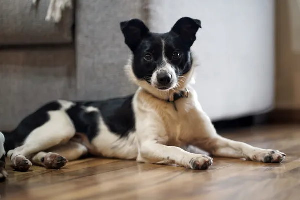 Oddam psa, Warszawa, Powązki, 22 grudnia 2025 (3/6)