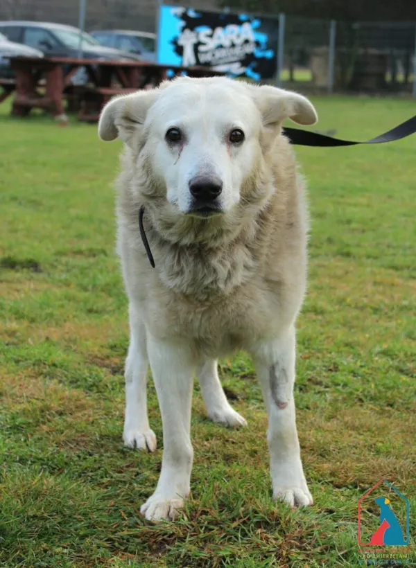 Pies do adopcji, Grudziądz, 11 grudnia 2025
