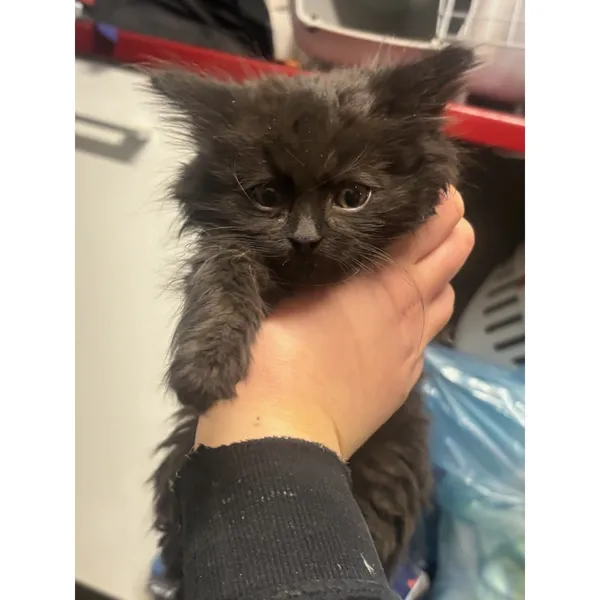 Znaleziono kota, Białystok, 1 grudnia 2025