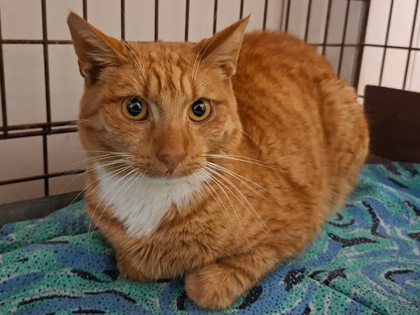 Znaleziono kota, Olsztyn, 21 grudnia 2025