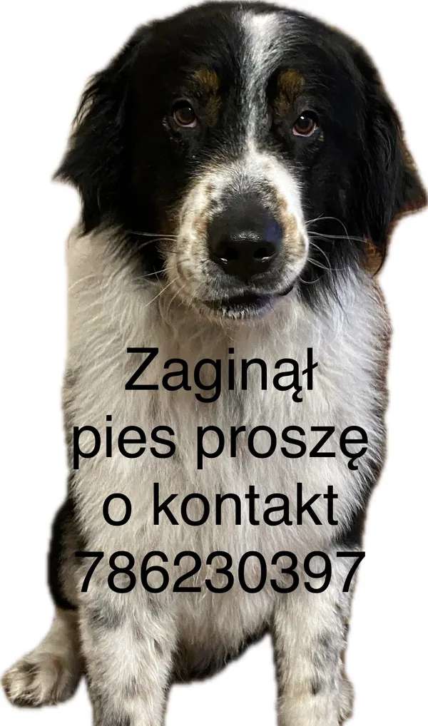 Zaginął pies, Świętochowo, 22 grudnia 2025 (1/2)