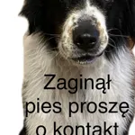 Zaginął pies