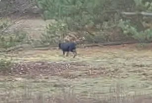 Znaleziono psa, Dąbrówka, 22 grudnia 2025 (2/2)