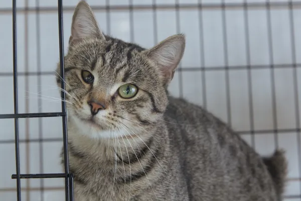 Znaleziono kota, Sosnowiec, 22 grudnia 2025 (1/3)