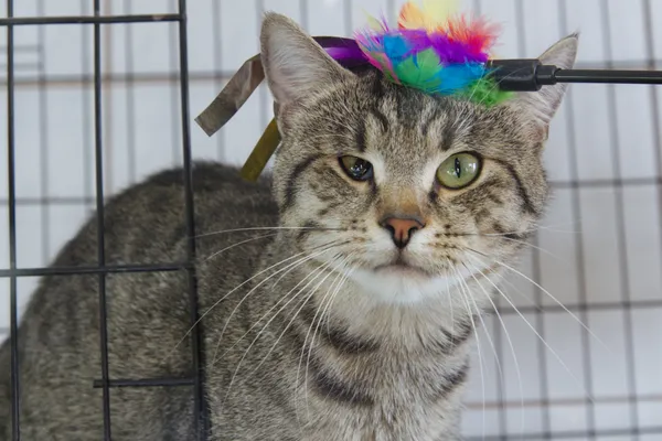 Znaleziono kota, Sosnowiec, 22 grudnia 2025 (2/3)