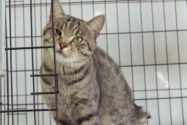 Znaleziono kota, Sosnowiec, 22 grudnia 2025 (3/3)