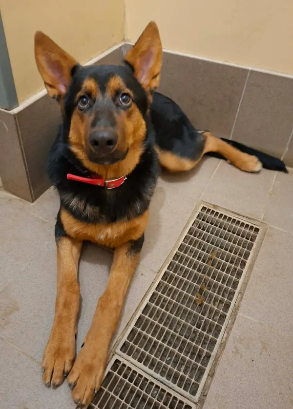 Pies do adopcji, Olsztyn, 19 grudnia 2025 (1/3)