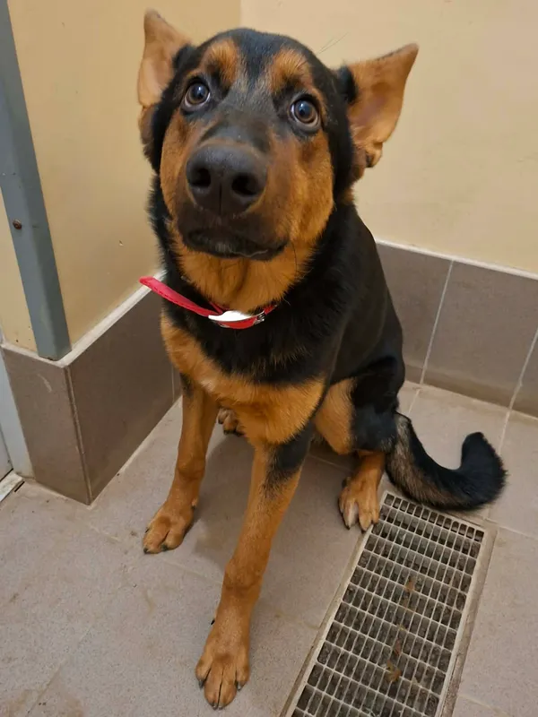 Pies do adopcji, Olsztyn, 19 grudnia 2025 (3/3)