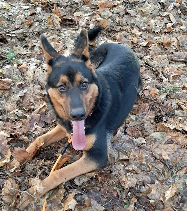 Pies do adopcji, Olsztyn, 19 grudnia 2025 (2/5)