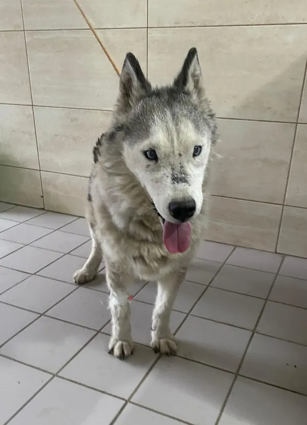 Znaleziono psa, Czartki, 22 grudnia 2025