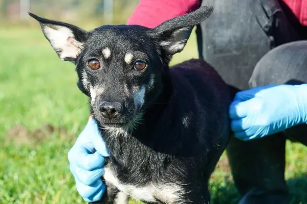 Pies do adopcji, Wrocław, 14 września 2025