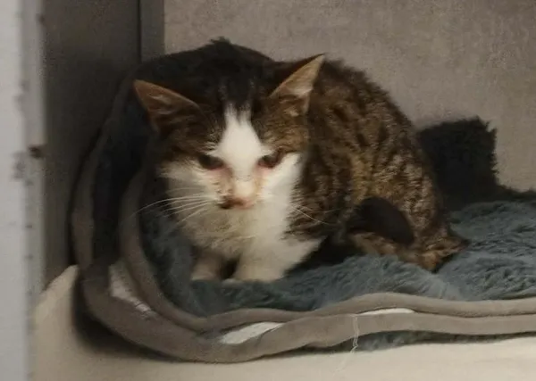 Znaleziono kota, Toruń, 20 grudnia 2025