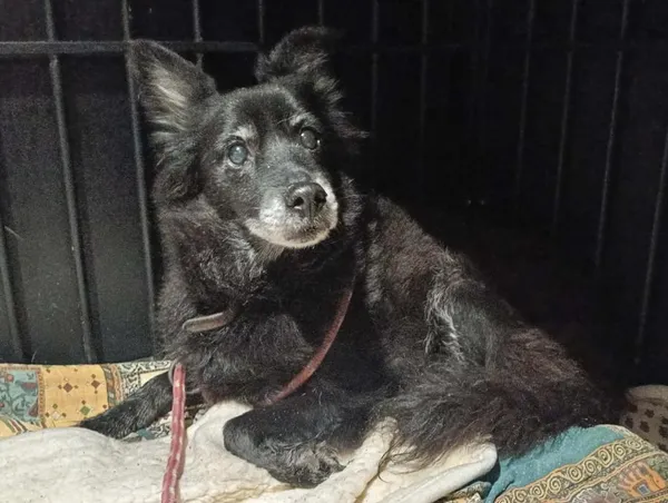 Znaleziono psa, Toruń, 19 grudnia 2025