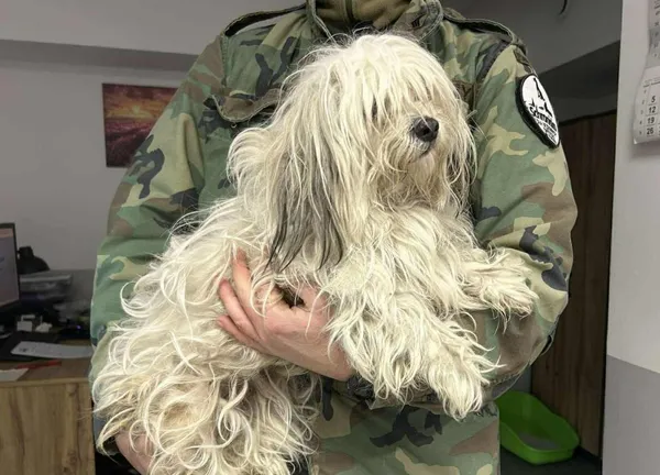 Znaleziono psa, Toruń, 19 grudnia 2025