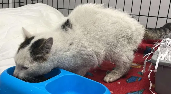 Znaleziono kota, Toruń, 18 grudnia 2025