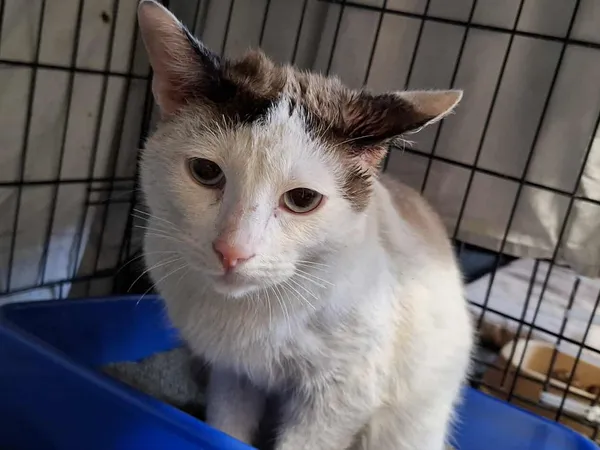 Znaleziono kota, Sosnowiec, 21 grudnia 2025