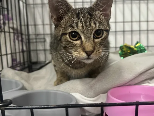 Znaleziono kota, Sosnowiec, 19 grudnia 2025