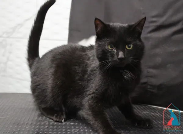 Kot do adopcji, Grudziądz, 28 listopada 2025