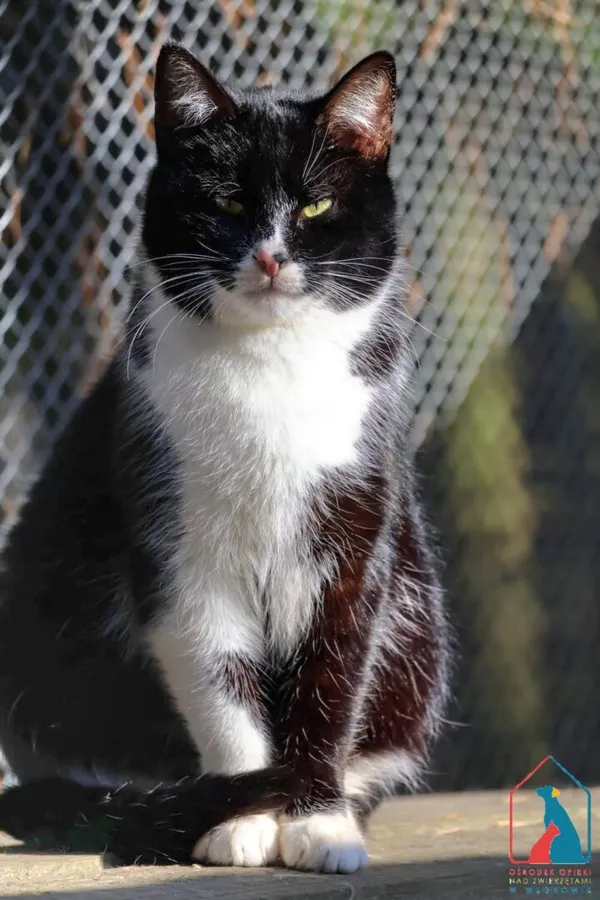 Kot do adopcji, Grudziądz, 28 listopada 2025 (1/5)