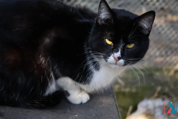 Kot do adopcji, Grudziądz, 28 listopada 2025 (2/5)