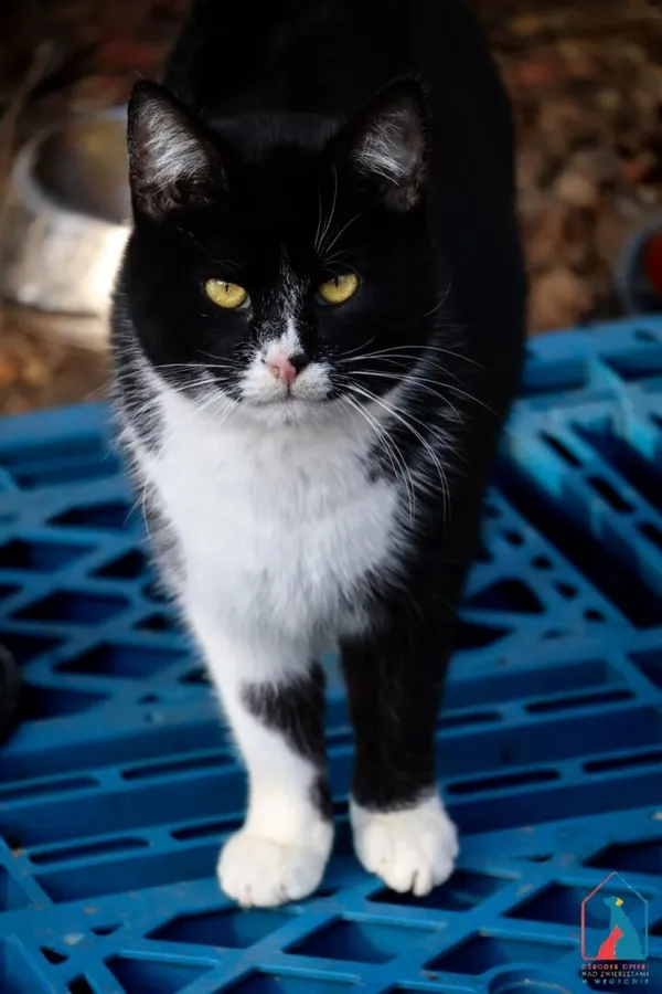 Kot do adopcji, Grudziądz, 28 listopada 2025 (3/5)