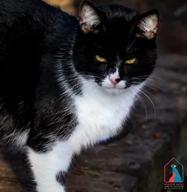 Kot do adopcji, Grudziądz, 28 listopada 2025 (4/5)