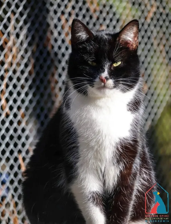 Kot do adopcji, Grudziądz, 28 listopada 2025 (5/5)