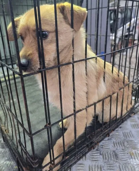 Znaleziono psa, Radom, 22 grudnia 2025