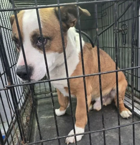 Znaleziono psa, Radom, 22 grudnia 2025