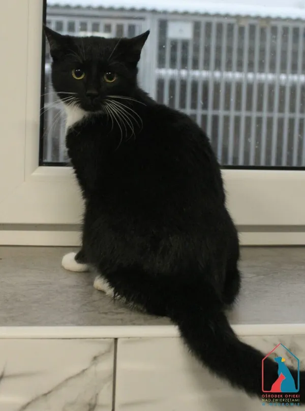 Kot do adopcji, Grudziądz, 28 listopada 2025