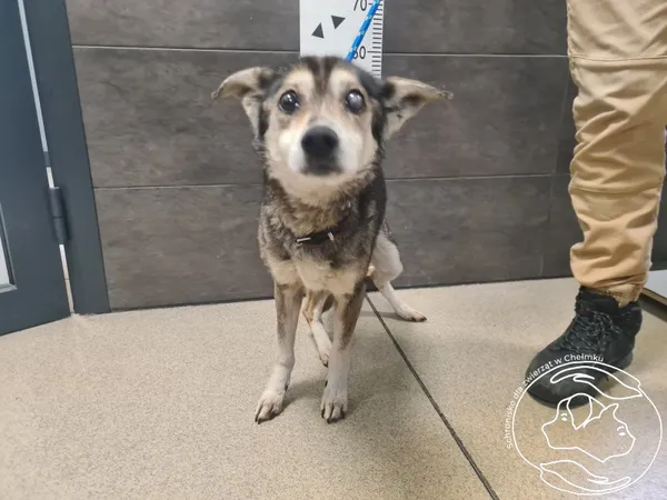 Znaleziono psa, Chełmek, 21 grudnia 2025