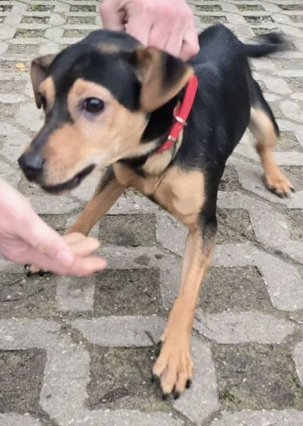 Znaleziono psa, Radom, 22 grudnia 2025