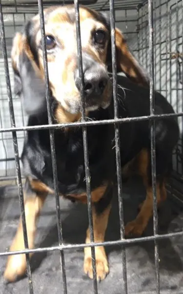 Znaleziono psa, Radom, 18 grudnia 2025