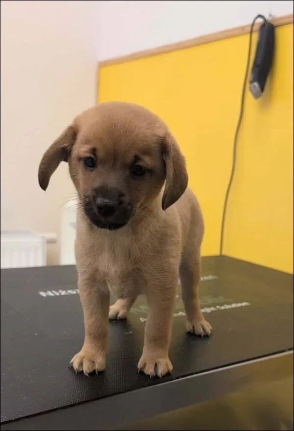 Znaleziono psa, Grudziądz, 22 grudnia 2025