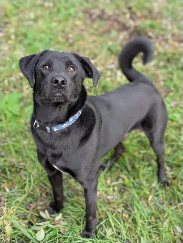 Znaleziono psa, Grudziądz, 22 października 2025