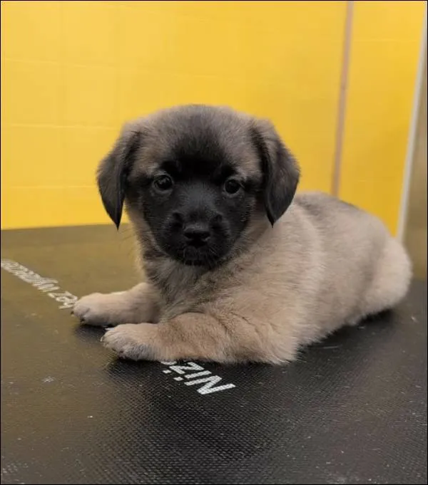 Znaleziono psa, Grudziądz, 22 grudnia 2025