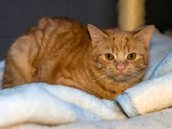 Kot do adopcji, Sopot, 23 grudnia 2025 (2/4)