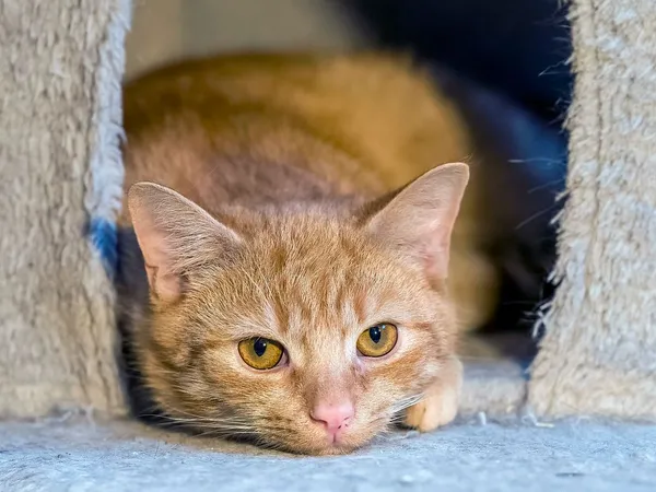 Kot do adopcji, Sopot, 23 grudnia 2025 (3/4)