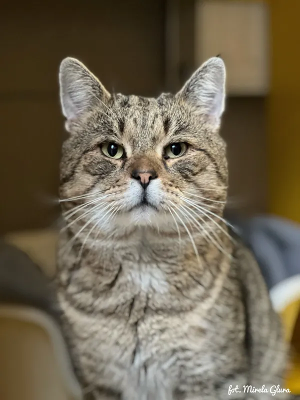 Kot do adopcji, Bydgoszcz, 23 grudnia 2025 (3/3)